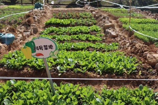 未来已来：科技如何让共享菜园更智能、更便捷？