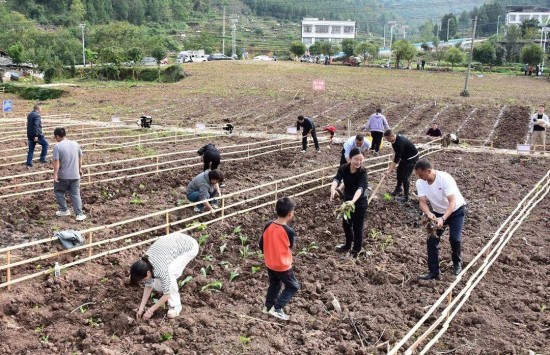 共享菜园：城市儿童的自然教育课堂
