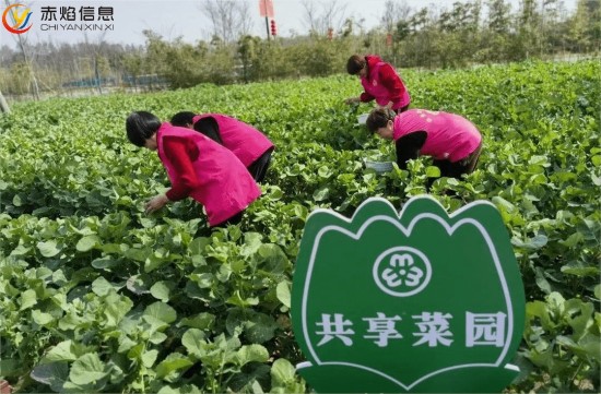 小菜园，大经济：共享菜园如何盘活城市闲置土地？