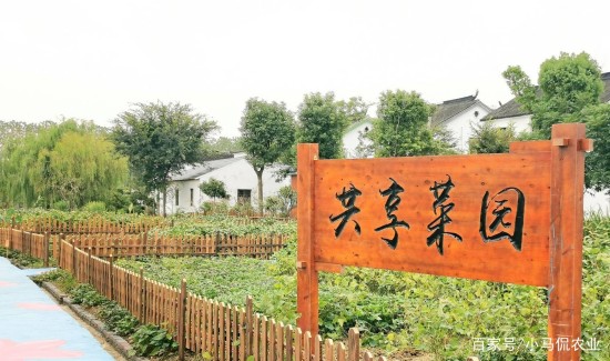 低碳生活实践：共享菜园如何减少城市碳足迹？