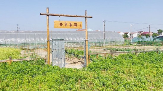 从租地到社群：共享菜园如何构建新型社区关系？