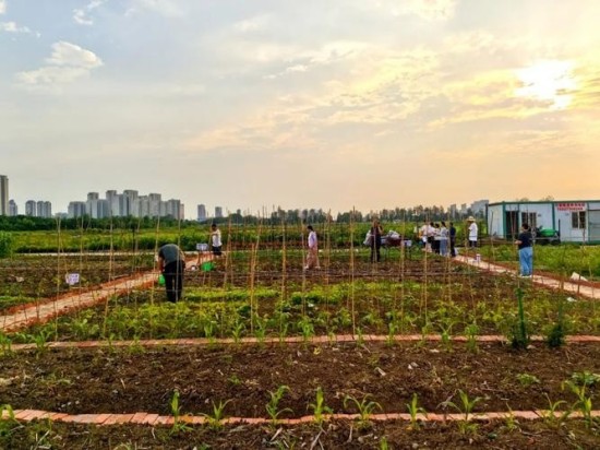 银发族的乐活田园：共享菜园如何丰富老年人的退休生活？