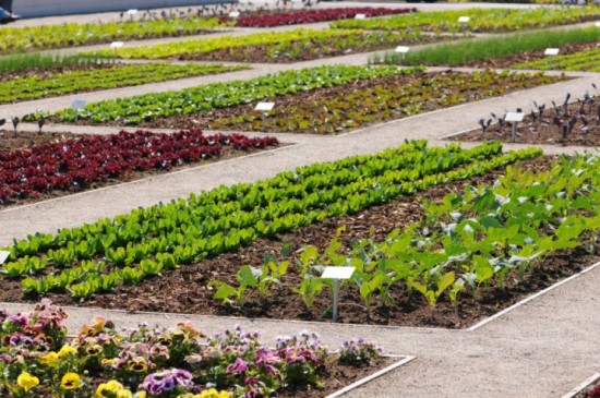 绿色生活新选择：为什么越来越多的年轻人爱上共享菜园？