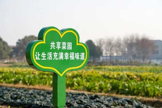 从种子到餐桌：共享菜园如何保障家庭的食品安全