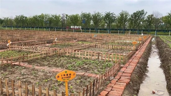 都市中的田园梦：共享菜园如何重塑我们的邻里关系